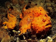 Antennarius pictus - painted frogfish - Rundfleck-Anglerfisch