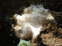 Hispid Frogfish (Antennarius hispidus) with its lure in front