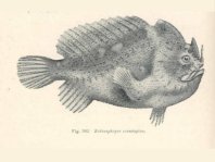 Echinophryne crassispina (Prickly Frogfish - Stachliger Anglerfisch)