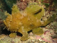 Fowlerichthys ocellatus - Antennarius ocellatus (Ocellated frogfish - Ocellus Anglerfisch) 