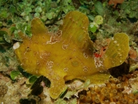 Fowlerichthys ocellatus - Antennarius ocellatus (Ocellated frogfish - Ocellus Anglerfisch) 