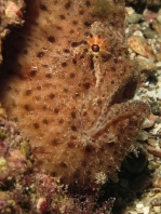 Fowlerichthys ocellatus - Antennarius ocellatus (Ocellated frogfish - Ocellus Anglerfisch) 