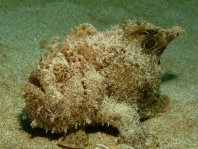 Fowlerichthys ocellatus - Antennarius ocellatus (Ocellated frogfish - Ocellus Anglerfisch) 