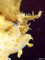 Sargasso frogfish - <em>Histrio histrio</em> - Sargassum Anglerfisch