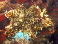 Sargasso frogfish - <em>Histrio histrio</em> - Sargassum Anglerfisch