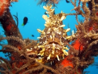 Sargasso frogfish - <em>Histrio histrio</em> - Sargassum Anglerfisch