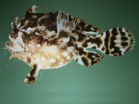 Sargasso frogfish - <em>Histrio histrio</em> - Sargassum Anglerfisch