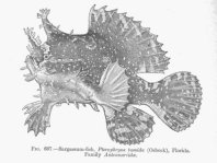 Sargasso frogfish - <em>Histrio histrio</em> - Sargassum Anglerfisch