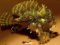 Sargasso frogfish - <em>Histrio histrio</em> - Sargassum Anglerfisch