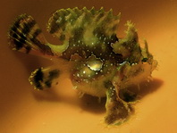 Sargasso frogfish - <em>Histrio histrio</em> - Sargassum Anglerfisch