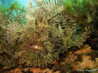 Rhycherus filamentosus (Tasseled Frogfish - Quasten-Anglerfisch)