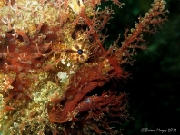 Rhycherus filamentosus (Tasseled Frogfish - Quasten-Anglerfisch)