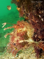 Rhycherus filamentosus (Tasseled Frogfish - Quasten-Anglerfisch)