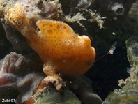 Baby Painted frogfish (Antennarius pictus) starts luring